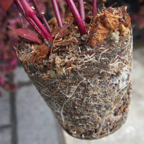 植物の根がヤシの中にまで入り込むので根張りが良いです。