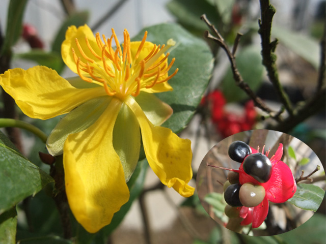 ミッキーマウスの木　花と実